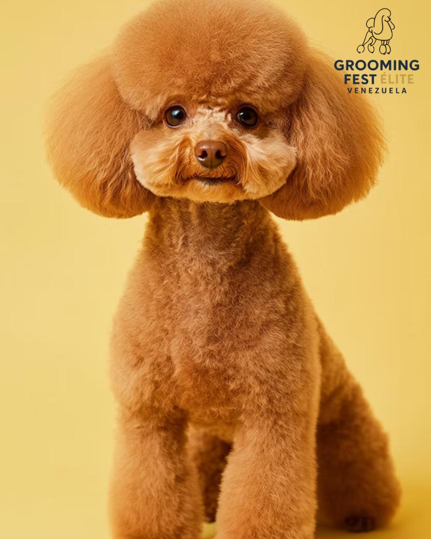 Llega Primer Grooming Fest Venezuela, evento único para los amantes del cuidado animal